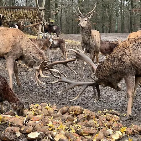 Waldblick Semesterbostad *
