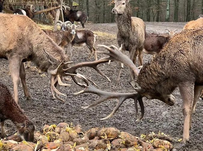 Waldblick Сasa de vacaciones *